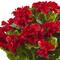 18.5" Red UV Resistant Geranium Arrangement in White Metal Planter